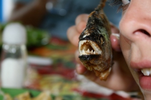 Feasting on piranha caught in Parque Nacional de Anavilhanas